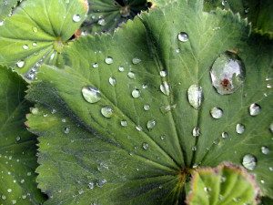 Dew_on_a_leaf